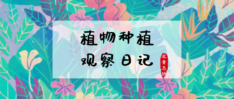 社會實踐招募丨“生命的期盼”植物種植觀察日記 第一季